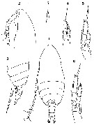 Species Parvocalanus crassirostris - Plate 24 of morphological figures