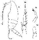 Espèce Clausocalanus ingens - Planche 16 de figures morphologiques