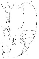Species Clausocalanus paululus - Plate 15 of morphological figures