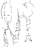 Espèce Racovitzanus antarcticus - Planche 21 de figures morphologiques