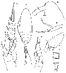 Species Scaphocalanus farrani - Plate 18 of morphological figures