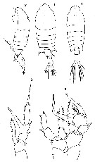 Espèce Centropages chierchiae - Planche 10 de figures morphologiques