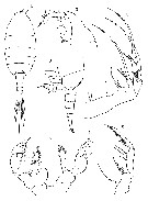 Species Paraheterorhabdus (Paraheterorhabdus) farrani - Plate 22 of morphological figures