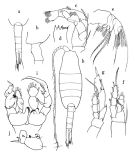 Species Disseta scopularis - Plate of morphological figures