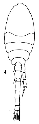 Espèce Oithona nana - Planche 26 de figures morphologiques