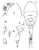 Espèce Oncaea clevei - Planche 11 de figures morphologiques