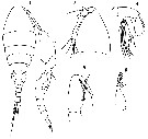 Espèce Oncaea curvata - Planche 6 de figures morphologiques