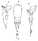 Species Corycaeus (Ditrichocorycaeus) subtilis - Plate 8 of morphological figures