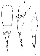 Species Farranula carinata - Plate 11 of morphological figures