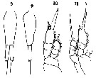 Espèce Farranula curta - Planche 8 de figures morphologiques