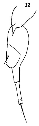 Espèce Farranula gibbula - Planche 23 de figures morphologiques
