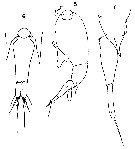 Species Farranula rostrata - Plate 11 of morphological figures
