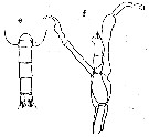 Espèce Undinella frontalis - Planche 3 de figures morphologiques