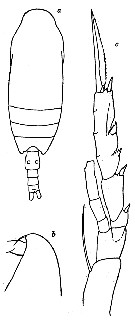 Espèce Ctenocalanus vanus - Planche 18 de figures morphologiques