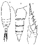 Species Chiridius poppei - Plate 14 of morphological figures