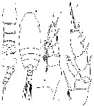 Espèce Chiridius gracilis - Planche 17 de figures morphologiques