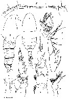 Espèce Xanthocalanus medius - Planche 2 de figures morphologiques