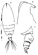 Species Scottocalanus securifrons - Plate 24 of morphological figures