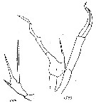 Espèce Scaphocalanus farrani - Planche 19 de figures morphologiques