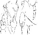 Espèce Scaphocalanus subbrevicornis - Planche 6 de figures morphologiques
