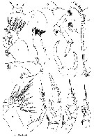 Espèce Undinella frontalis - Planche 5 de figures morphologiques