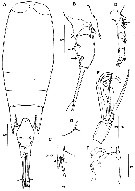 Espèce Corycaeus (Agetus) typicus - Planche 16 de figures morphologiques