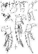 Species Corycaeus (Agetus) typicus - Plate 17 of morphological figures