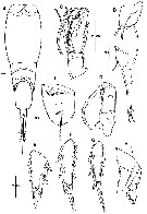 Species Corycaeus (Agetus) typicus - Plate 18 of morphological figures