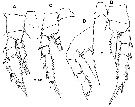 Espèce Corycaeus (Agetus) flaccus - Planche 19 de figures morphologiques