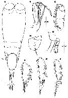 Species Corycaeus (Agetus) flaccus - Plate 20 of morphological figures