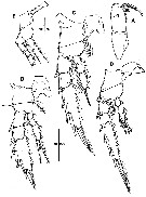 Species Corycaeus (Agetus) limbatus - Plate 20 of morphological figures