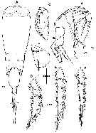 Species Corycaeus (Agetus) limbatus - Plate 21 of morphological figures