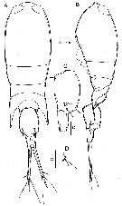 Species Corycaeus (Ditrichocorycaeus) lubbocki - Plate 7 of morphological figures