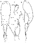 Species Corycaeus (Ditrichocorycaeus) subtilis - Plate 9 of morphological figures