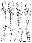 Species Macandrewella cochinensis - Plate 3 of morphological figures