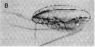 Species Calanus glacialis - Plate 18 of morphological figures