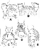 Species Monstrillopsis hastata - Plate 2 of morphological figures