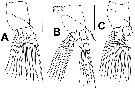 Espèce Monstrillopsis nanus - Planche 3 de figures morphologiques