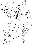 Species Australomonstrillopsis crassicaudata - Plate 2 of morphological figures
