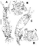 Espèce Maemonstrilla ohtsukai - Planche 1 de figures morphologiques