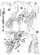 Species Maemonstrilla ohtsukai - Plate 3 of morphological figures