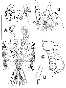 Species Maemonstrilla hoi - Plate 1 of morphological figures