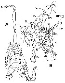 Species Maemonstrilla hoi - Plate 2 of morphological figures