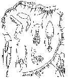 Species Labidocera bengalensis - Plate 9 of morphological figures