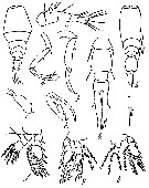Species Vettoria indica - Plate 1 of morphological figures