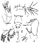 Espèce Saphirella enigmatica - Planche 1 de figures morphologiques