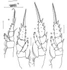 Espèce Aetideopsis tumorosa - Planche 3 de figures morphologiques