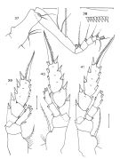 Espèce Aetideopsis carinata - Planche 3 de figures morphologiques