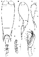 Espèce Farranula orbisa - Planche 1 de figures morphologiques