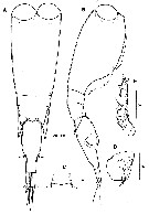 Species Farranula orbisa - Plate 4 of morphological figures
